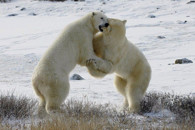 Ой медведь. Медведь Ой. Two White Bears. Сасвездие байшой медведисы.