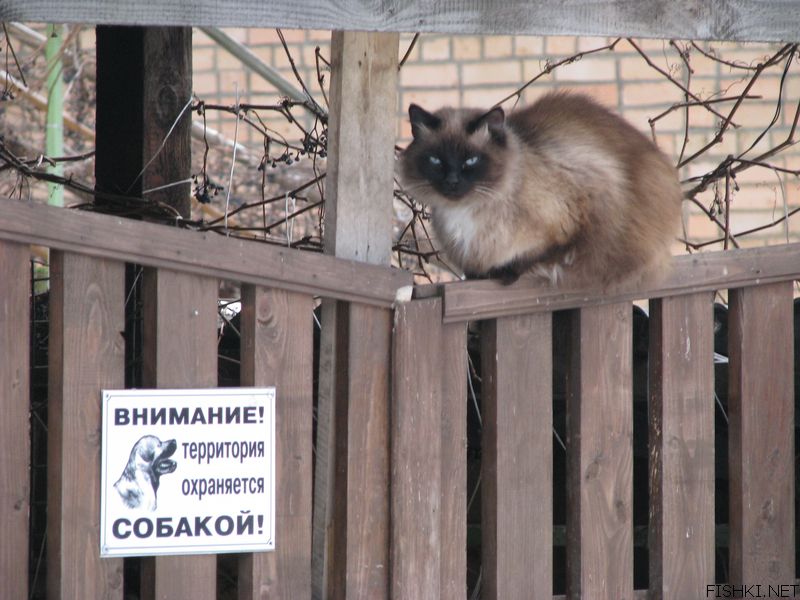 Картинка все собаки дураки