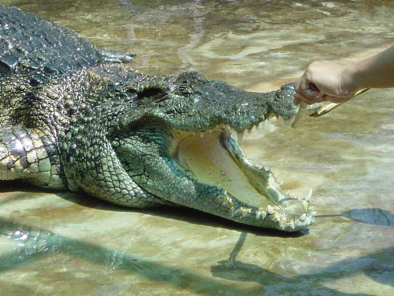 Легендарный крокодил. Крокодилы. Крокодил картинка.