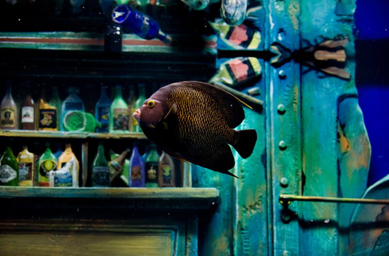 Рыбка в аквариуме над барной стойкой в баре «Dive Bar» в Сакраменто. (Lezlie Sterling)