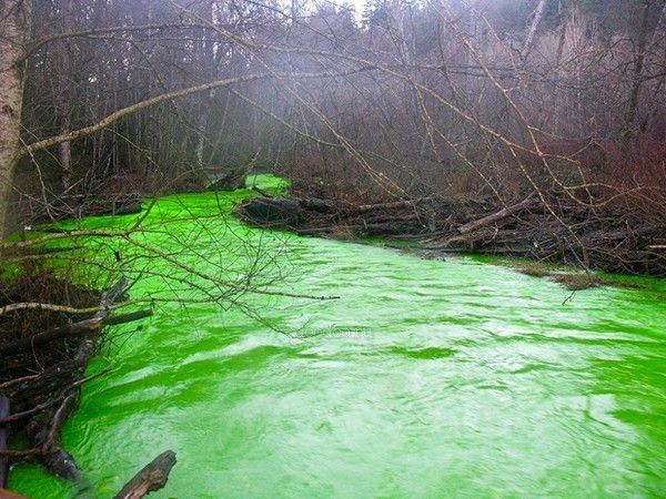 Зеленая река канадского парка (11 фото)