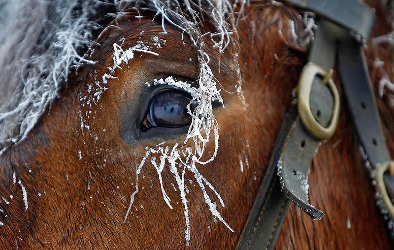 8. Иней на ресницах лошади в немецком горнолыжном курорте Оберхоф. (CHRISTIAN CHARISIUS / Reuters)