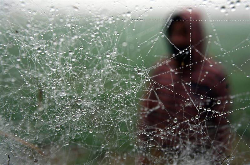 17. Роса на паутине в первый морозный день в северной Индии на окраине Джамму. (Mukesh Gupta / Reuters)