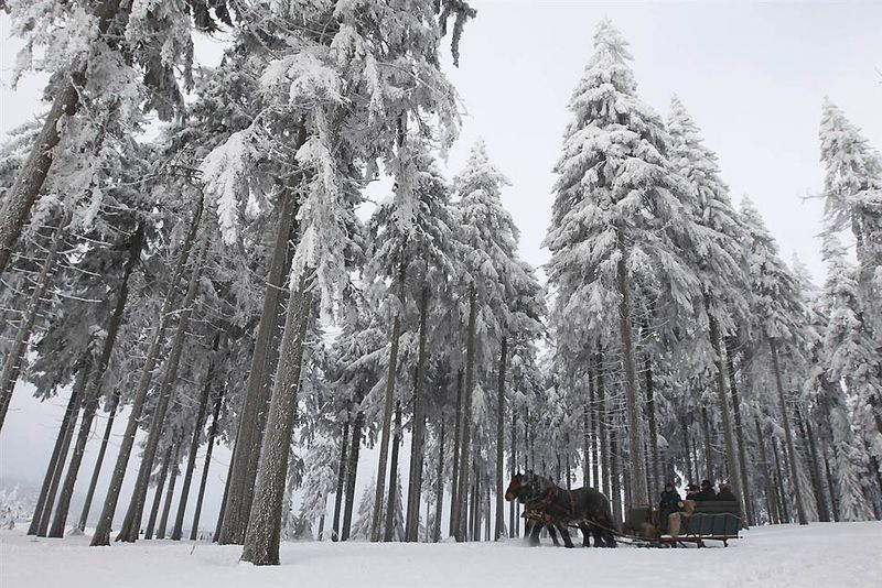 20. Лошади тянут повозку по заснеженным лесам в Оберхофе, Германия. (Christian Charisius / Reuters)