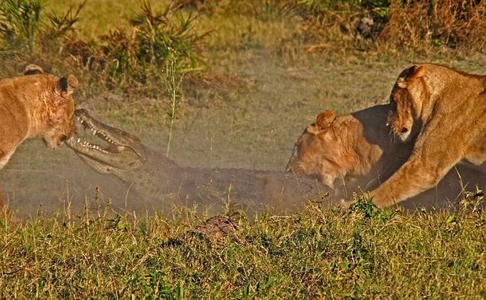 Борьба крокодила с тремя львицами (9 фото)