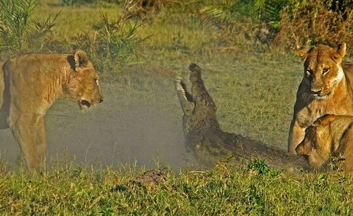 Борьба крокодила с тремя львицами (9 фото)