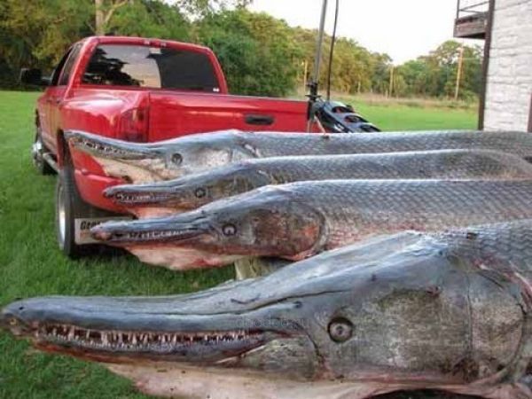 Рыба Аллигатор Гар (10 фото)