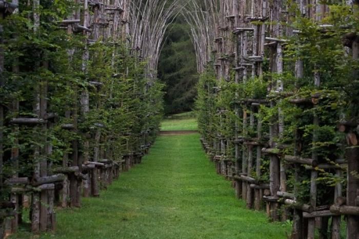 Храм из растущих деревьев в Италии (13 фото)