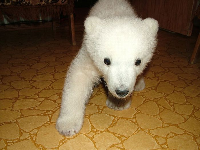 Человек спас полярного медведя (18 фото)