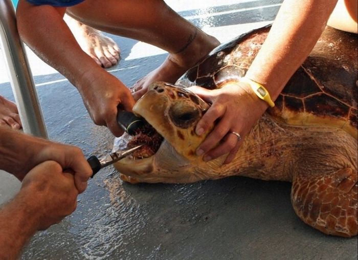 Морская черепаха съела рыбу фугу (5 фото)