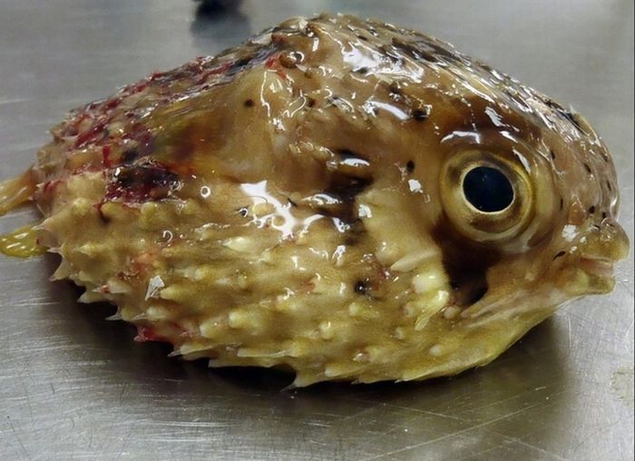 Морская черепаха съела рыбу фугу (5 фото)