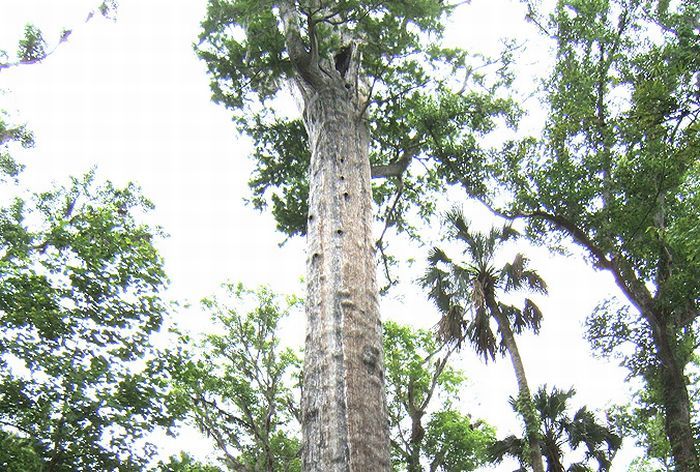 Погибло одно из старейших деревьев на Земле (19 фото)