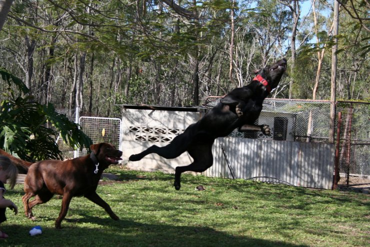 Почему собаки не летают. Собака в движении. Танцующие собаки. РПГ С собакой летучей. Танцы с собаками картинки.