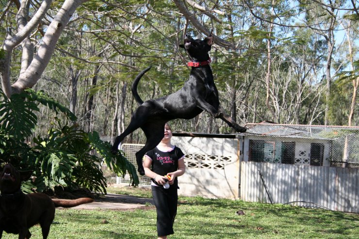 My dog can fly. Летающая собака. Город летающих собак. Летающая собака фото. Летающая собака дома.