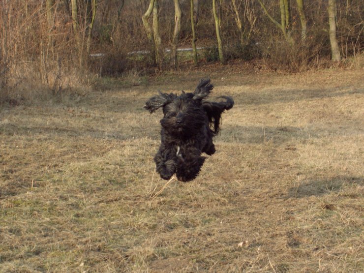Почему собаки не летают. Летающая собака. Летающая собака фото. А собаки не летают. Собака летучая Ростовская область фото.