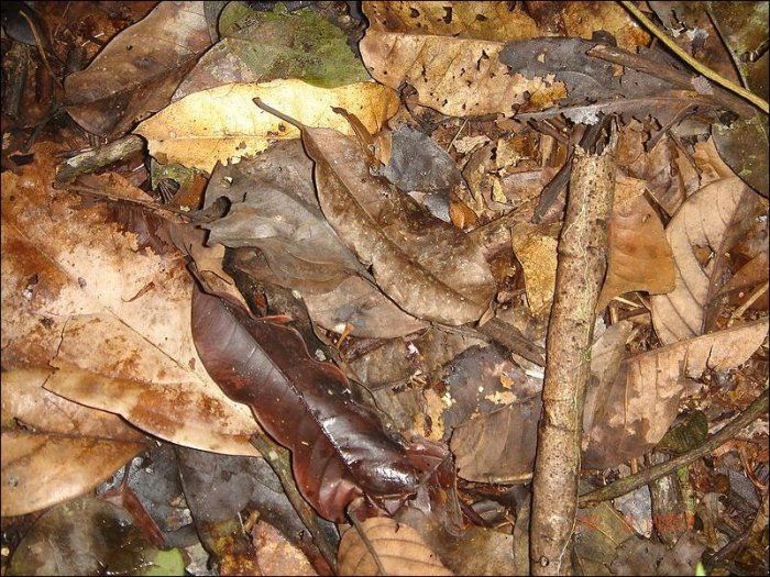 Найди лягушку (3 фото)