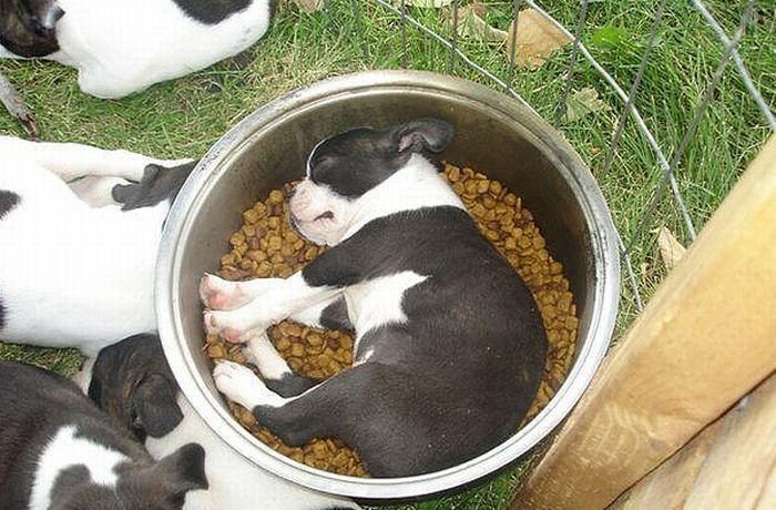 Собаки уснули во время приема пищи (23 фото)