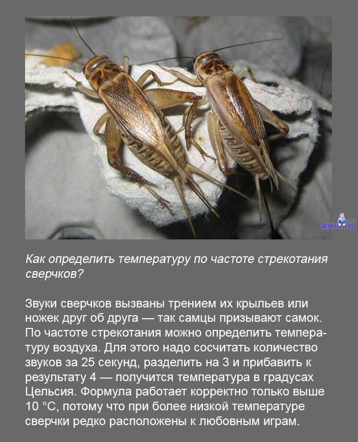 http://ru.fishki.net/picsw/022011/03/post/fakt/fakt003.jpg