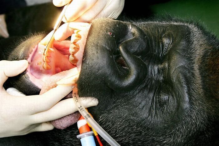 Уход за зубами животных (14 фото)