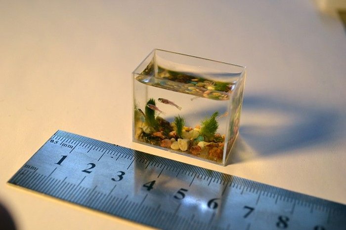 Самый маленький в мире аквариум с рыбками (6 фото + видео)