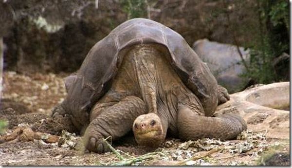 Последняя гигантская черепахаbrЭтот красавчик известен как “Одинокий Джордж”. Ему между 90 и 100 годами при ожидаемой продолжительности жизни 150 лет. В свои “молодые годы” он еще не стал папой, ни одно из гигантских яиц черепах, которых он оплодотворил, не жизнеспособны, поэтому пока он — все еще последний экземпляр в мире.