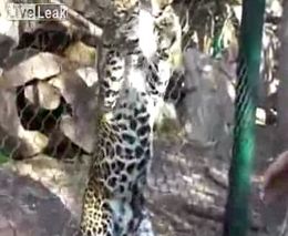Кормление с рук леопарда в зоопарке
