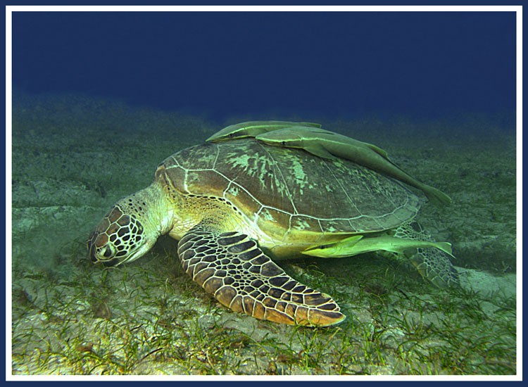 Среда обитания зеленой черепахи. Морская черепаха логгерхед. Зеленая морская черепаха. Зеленая суповая черепаха. Зеленая морская черепаха красная книга.