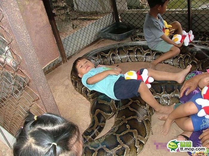 Поход в зоопарк по азиатски (8 фото)
