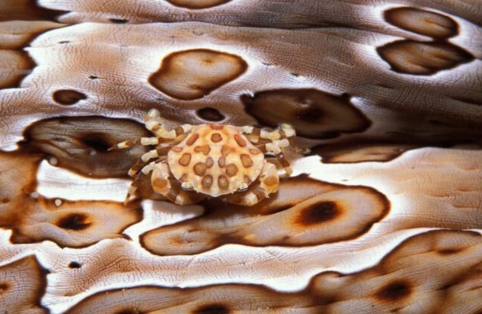 Маскировка обитателей морских глубин (17 фото)