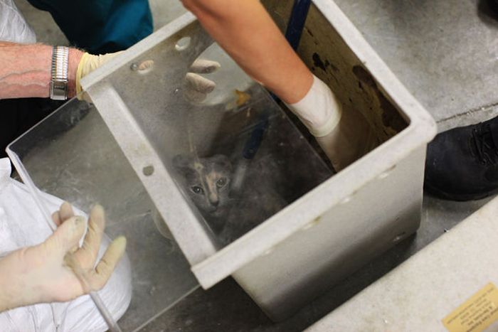 Кремирование животных москва