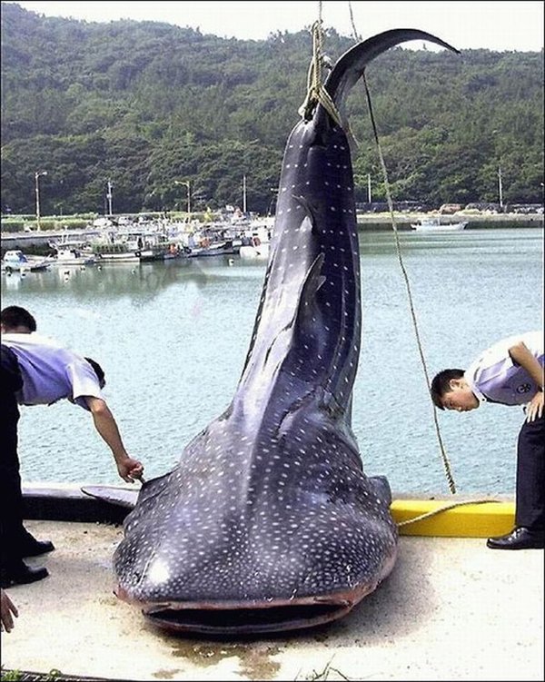 Какие бывают огромные. Самая большая рыба. Гигантские рыбы. Самый большой рыба. Самая огромная рыба в мире.