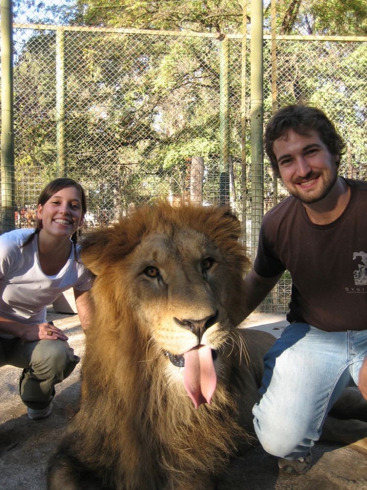 Only zoo. Зоопарк Луджан, Аргентина. Лев в зоопарке. Люди в зоопарке.