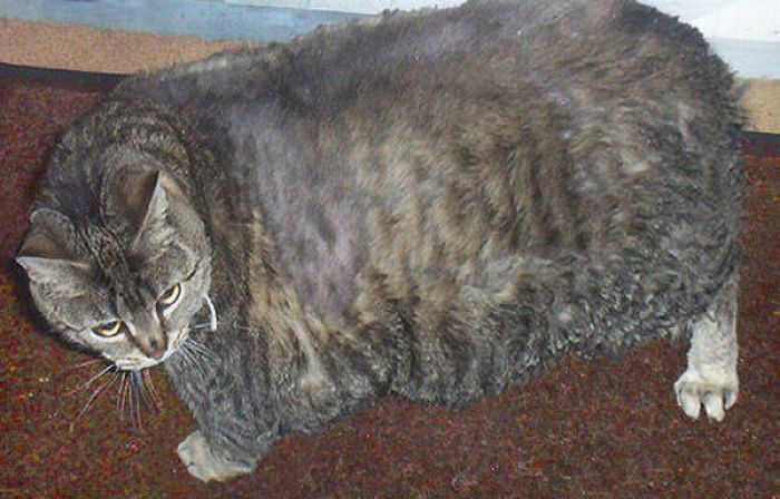 Толстого кота в мире. Самый жирный кот. Кот огромный толстый. Самый толстый кот в мире.