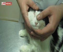 Раненного петардой кота спасли врачи