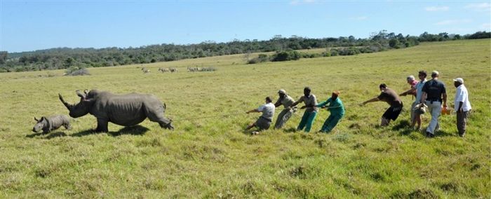 Cрезают рога носорогам, чтоб спасти их (5 фото)