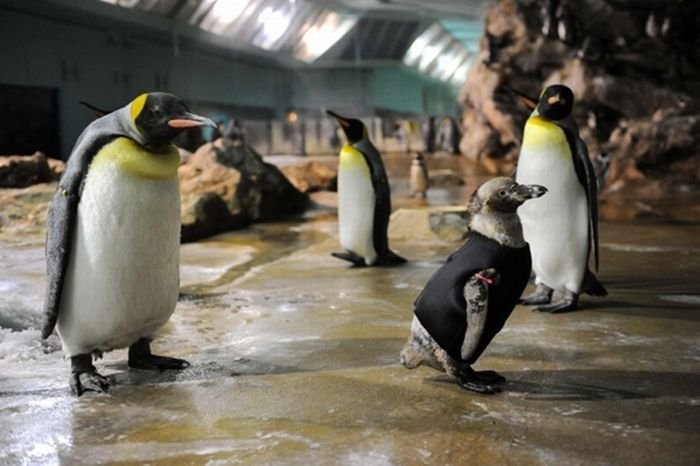 Пингвин без перьев научился плавать в гидрокостюме (8 фото)