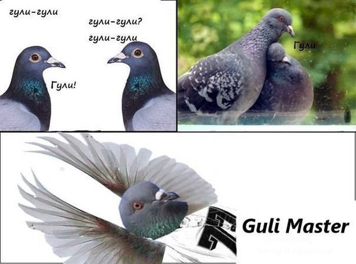 Покажи гуди. Гули Гули голуби. Гули Гули Мем. Мемы с голубями.
