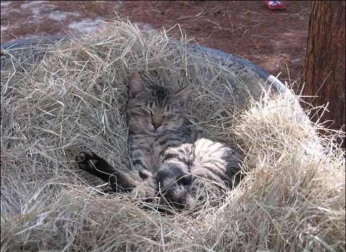 Кот в гнезде фото