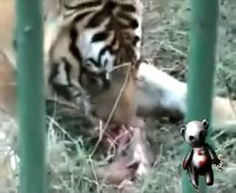Жертва тигра