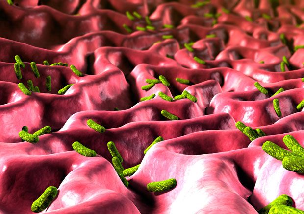 2. Существует от 500 до 1000 различных видов бактерий в каждом человеческом теле. Они размножаются, достигая количества в 100 триллионов клеток – примерно в десять раз больше, чем человеческие клетки, которые составляют один организм.  Компьютерное изображение бактерий Helicobacter Pylori в желудке, связанных с возникновением язвы желудка и рака.