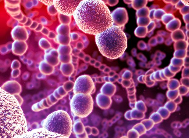 3. Преподаватель технологического института Корка, д-р Рой Слитор, рассказывает: “Только кишечник человека содержит почти четыре с половиной фунтов бактерий Мы, в сущности, только на десять процентов люди – остальное составляют разные микробы.”  Компьютерное изображение цепей бактерий пневмонии Streptococcus pneumoniae. Это грамположительные бактерии овальной формы, которые являются одной из причин пневмонии. Также они могут вызвать опасные инфекционные заболевания легких.