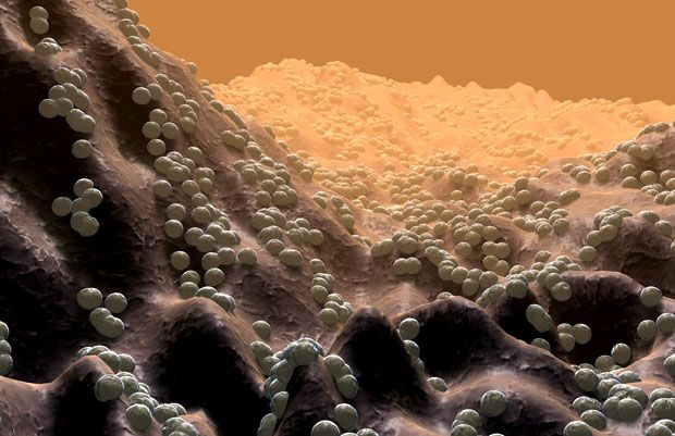 5. Концептуальное изображение нескольких бактерии кокки на поверхности клетки.