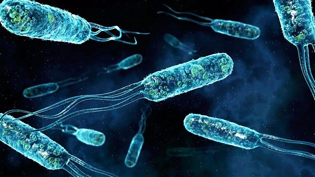 11. Типичные палочковидные бактерии кишечной палочки и бактерии сальмонеллы, Эти бактерии имеют жгутики (волосоподобные структуры) на одном конце, которые позволяют им двигаться.