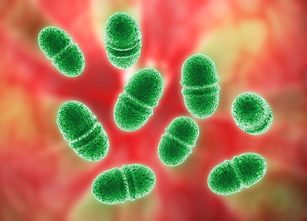 12. Компьютерное изображение бактерий Enterococcus faecalis. Бактерия является одним из так называемых супервирусов, которые устойчивы к антибиотикам.