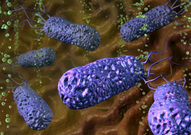 13. Компьютерное изображение бактерий Helicobacter pylori в человеческом желудке. Они вызывают гастриты и являются самой частой причиной язвы желудка. Также могут становиться причиной рака желудка и вызывать желудочные кровотечения.