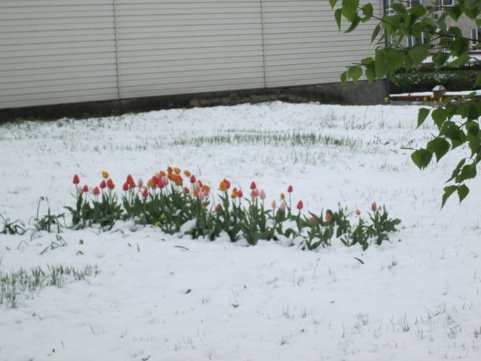 Выпал снег воскресенье. Снега в Алтайском крае фото. Весной завалило снегом картинки. Цветок в доме только выпал снег. Прелестная зимняя Майская погода.