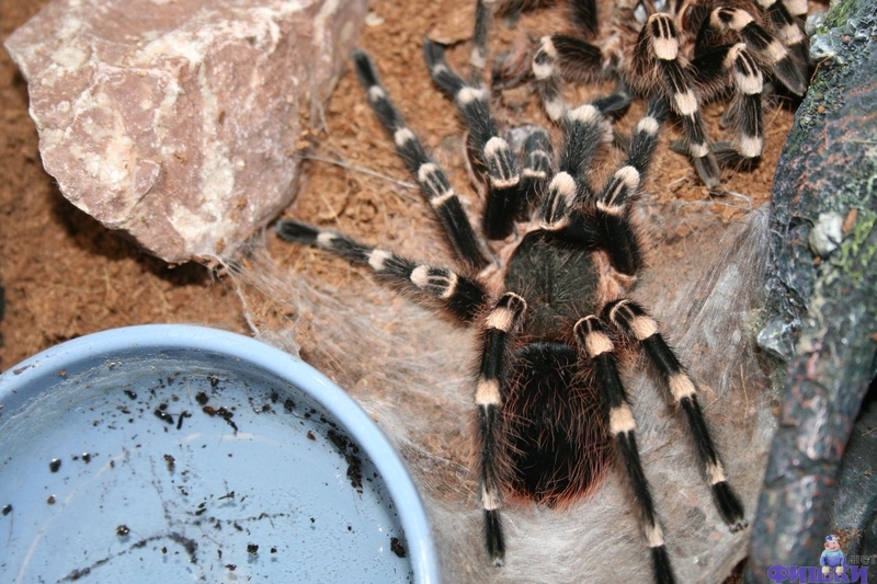 Паук 9 букв. Паук птицеед 1 линька. Acanthoscurria geniculata 9 линька. Линька тарантула. Линька паука большого.