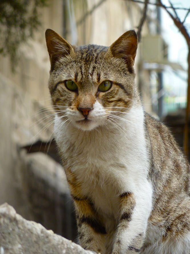 Фото уличного кота