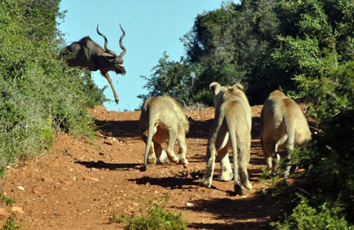 Антилопа и три голодных льва (5 фото)