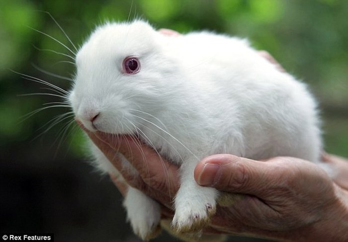Кролики родившиеся рядом с Фукусимой ...(6 фото)